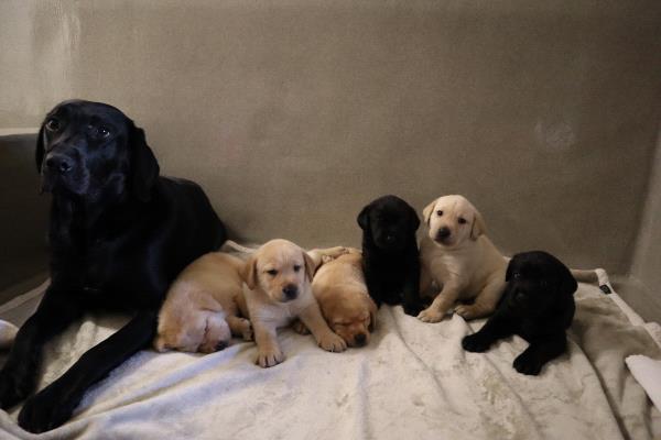 /Images/uploads/International Guiding Eyes Inc/gdapawsitivitycalendar/entries/20830thumb.jpg